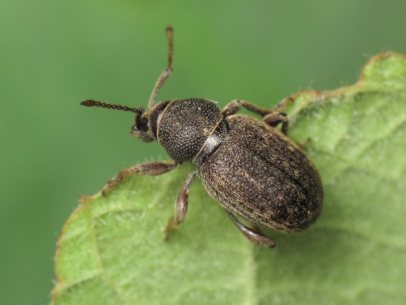 Otiorhynchus brunneus Krynicki, 1834